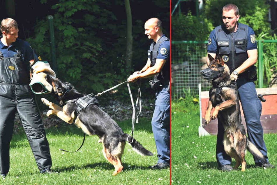 Links: Wie hier in einer Übung kann Maximus (5) von Hundeführer Marc Ngo Long (29)
schmerzhaft zubeißen. Rechts: Hundeführer Marcel Langenbacher (37) mit seinem Hund Nick (3).