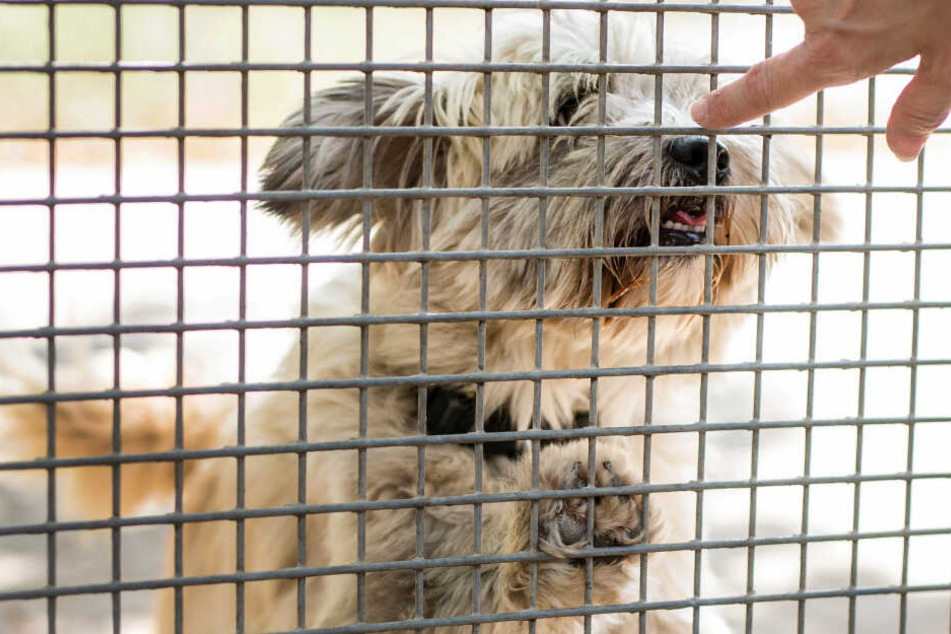 Rassenwahn Bei Hunden Peta Kritisiert Ausstellung In