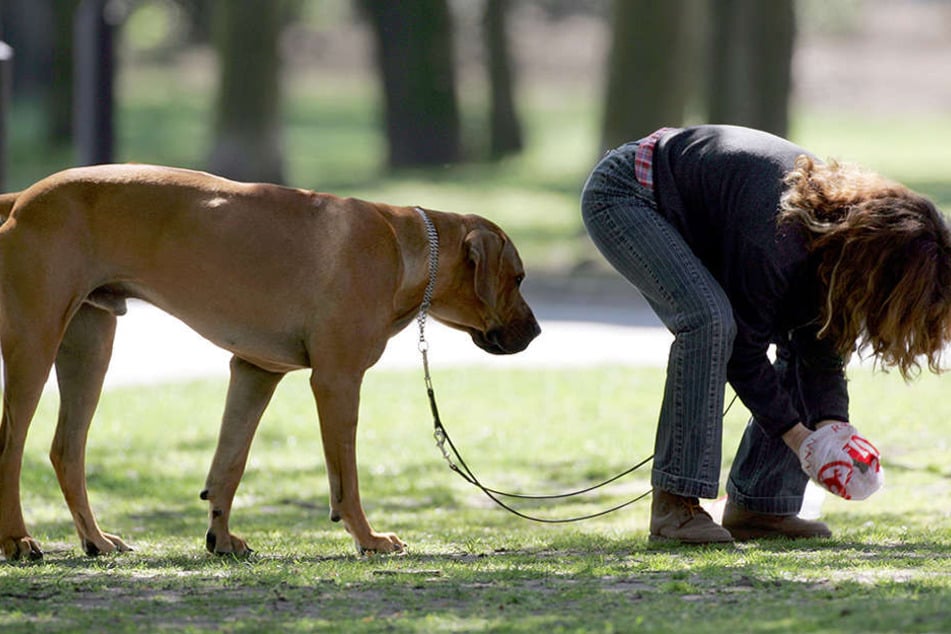 Nach seinem "Geschäft" nimmt diese Frau den Hundehaufen ihres Vierbeiners auf.