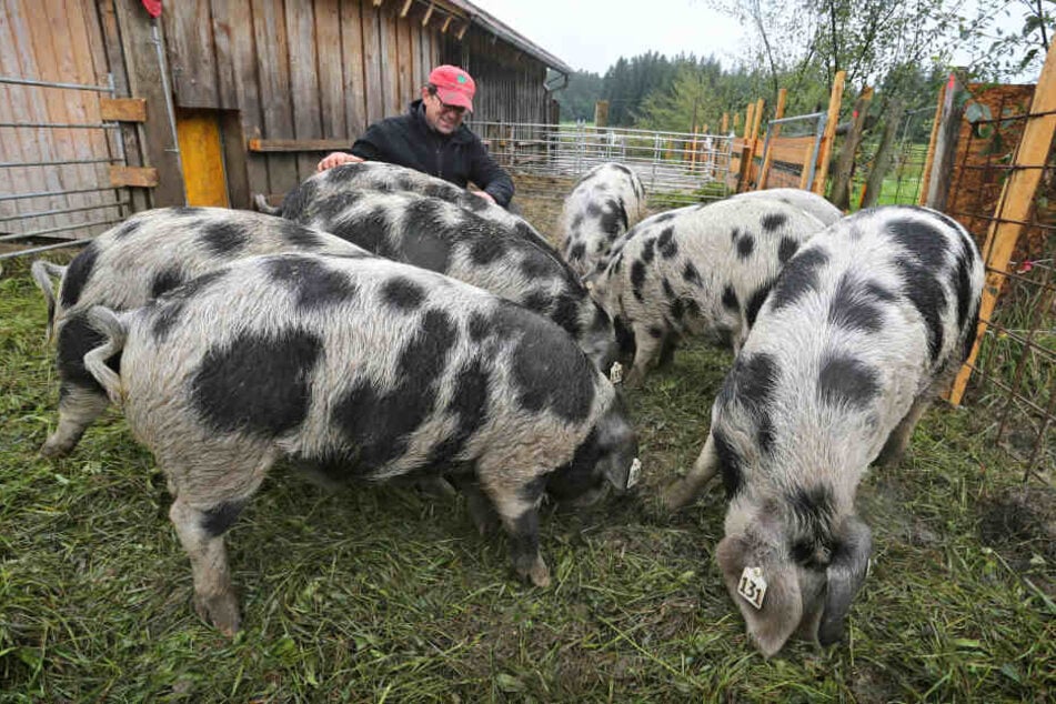 Peter Sigl sitzt auf seinem Bauernhof zwischen Turopolje-Schweinen.