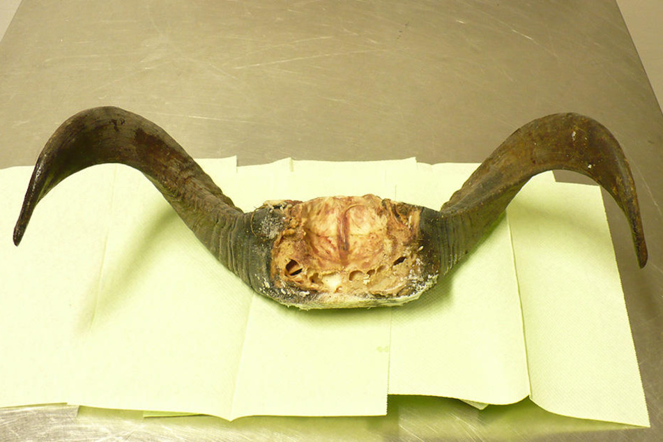 Das Horn mit Fleischresten sollte als Wandschmuck dienen.