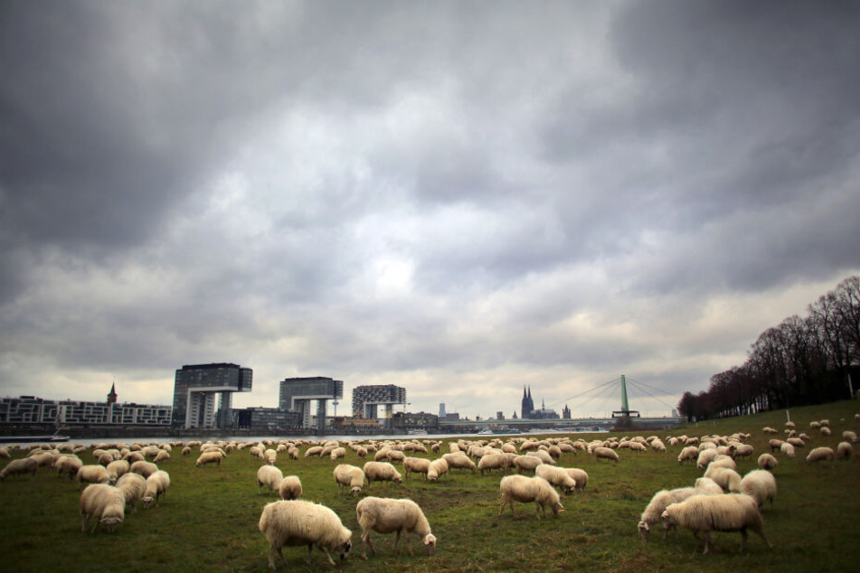 Auch über Köln bleibt es wechselhaft