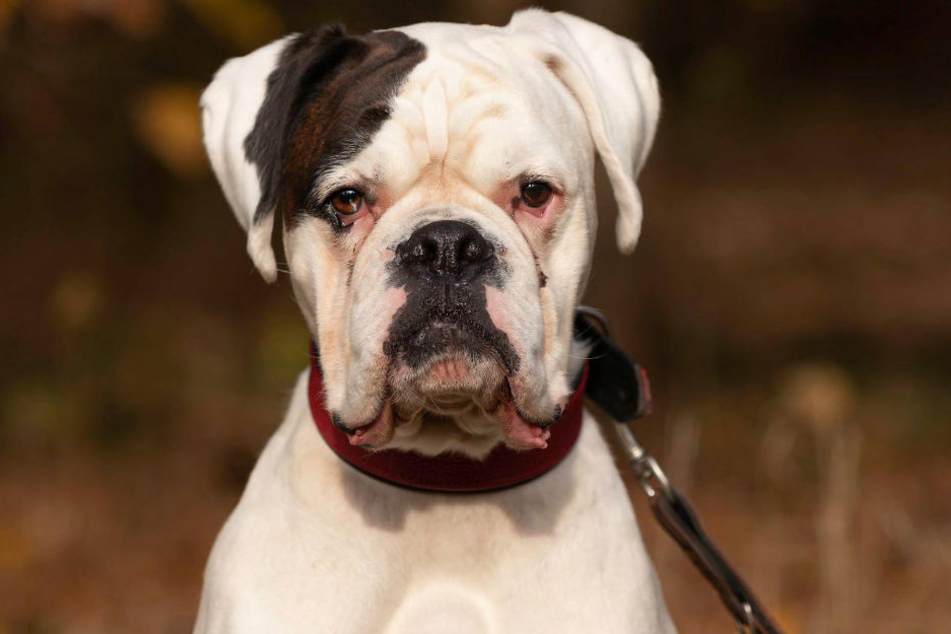 Der vierjährige Boxer Jimmy sucht ein neues Zuhause.