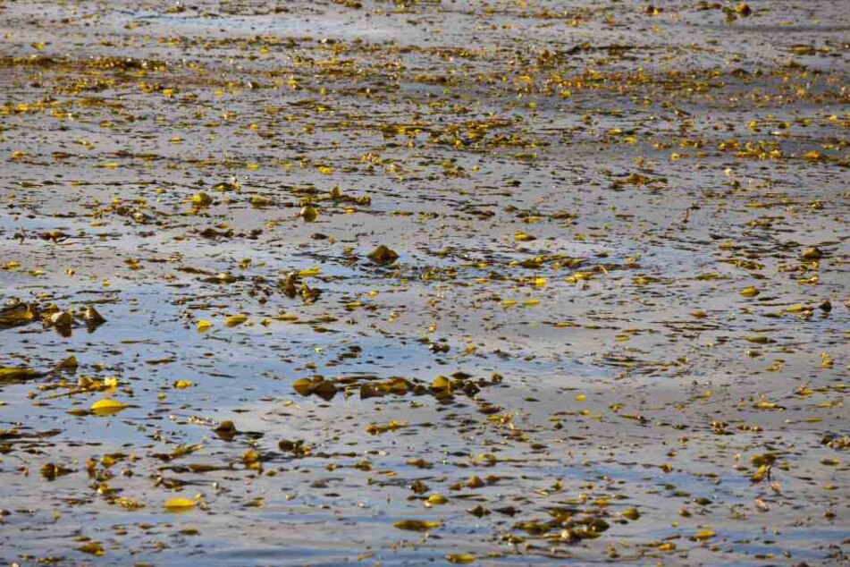 Durch die wärmen Temperaturen sind die Wasserpflanzen rasend schnell gewachsen.
