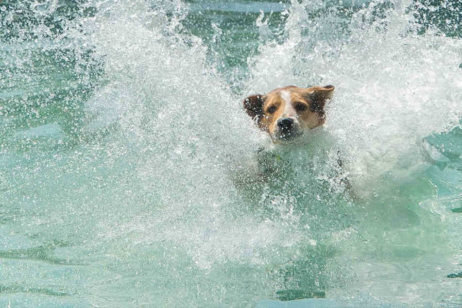 Der Mann rettete dem Hund das Leben und wird nun dafür bestraft.