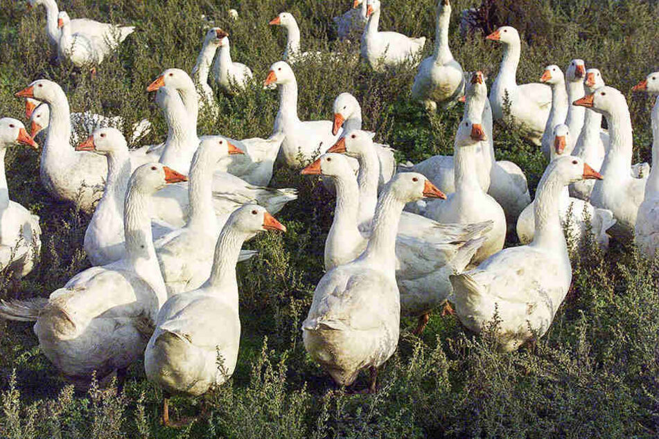 Für Animal Peace ist der Tod von Gänsen gleichzusetzen mit Menschen.