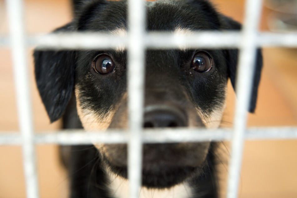 Weniger Tiere werden angesetzt, doch bei der Abgabe im Tierheim ist ein Halter selten ehrlich.