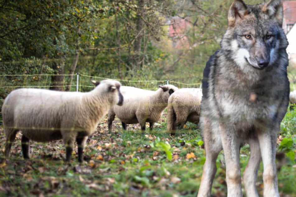 Blutige Wolf-Attacke! Drei Schafe gerissen, eins davon tot