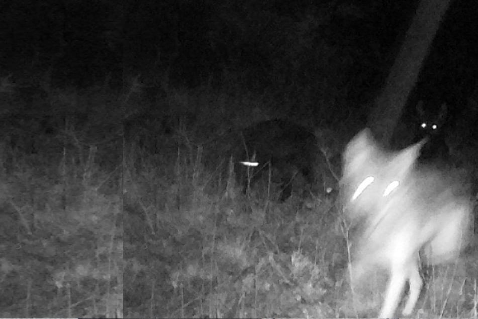 Der Abschuss der Wolfsmischlinge sorgt für Ärger.