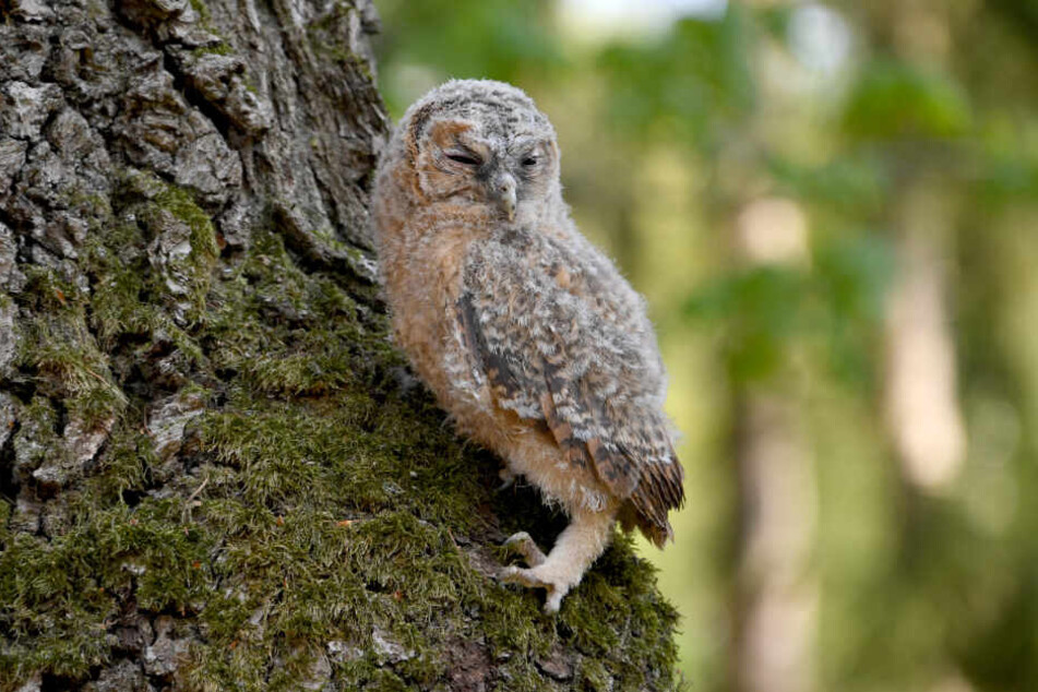 Ein von einem Spaziergänger im Wildpark Eekholt abgegebener Waldkauz krabbelt einen Baum hoch.