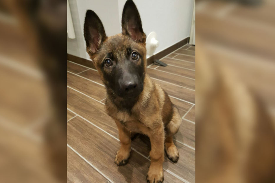 Vor zwei Jahren wurde der Schäferhund-Welpe zufällig gefunden.