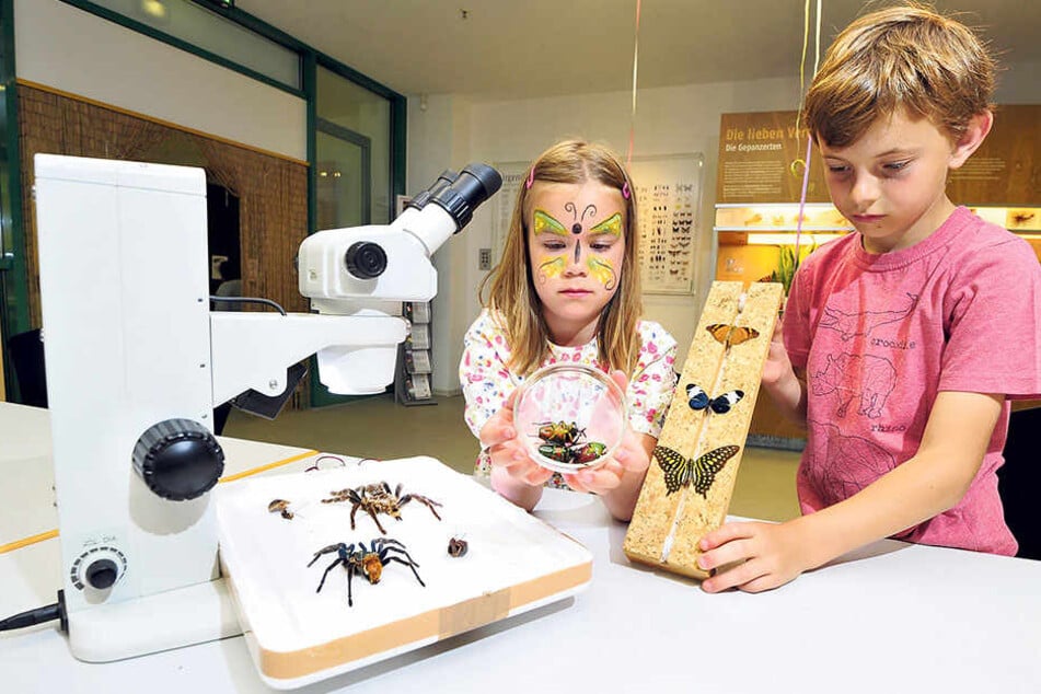 Clara (7) und Leo (11) betrachten Käfer, Schmetterlinge und Spinnen unter dem Mikroskop.