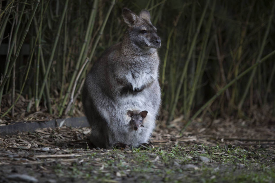 In Osthessen ist ein Känguru aus seinem Gehege ausgebüxt und im Wald verschwunden.