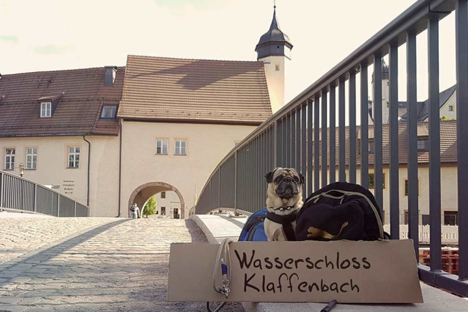 Mops Kurt hat sich schon zur neuen Location durchgeschnüffelt: Der diesjährige Hunde-Weihnachtsmarkt findet im Wasserschloss Klaffenbach statt.