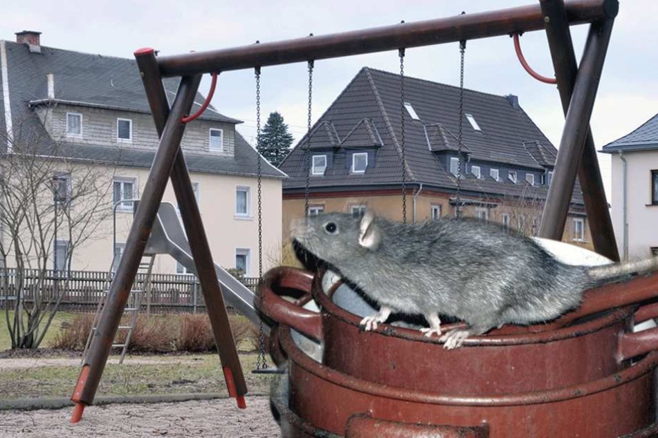 Wegen Rattenbekämpfung muss ein Spielplatz in Wedding gesperrt werden (Symbolbild).