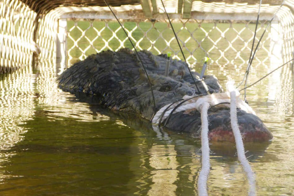 Dieses Foto zeigt ein 4,7 Meter langes und rund 600 Kilogram schweres Krokodil, das im Katherine River gefangen wurde.