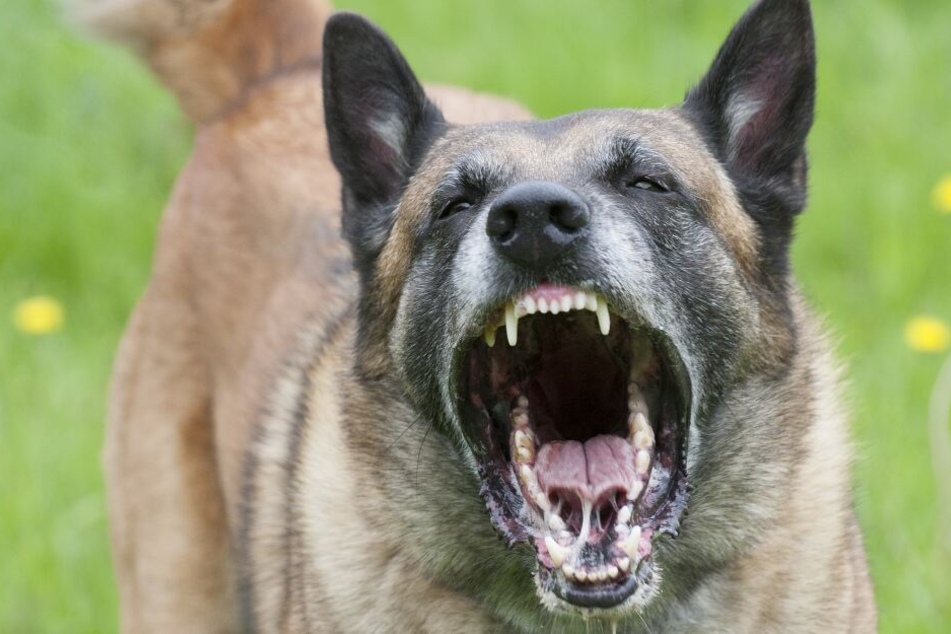 Ein belgischer Schäferhund hatte die Kinder angegriffen. (Symbolbild).