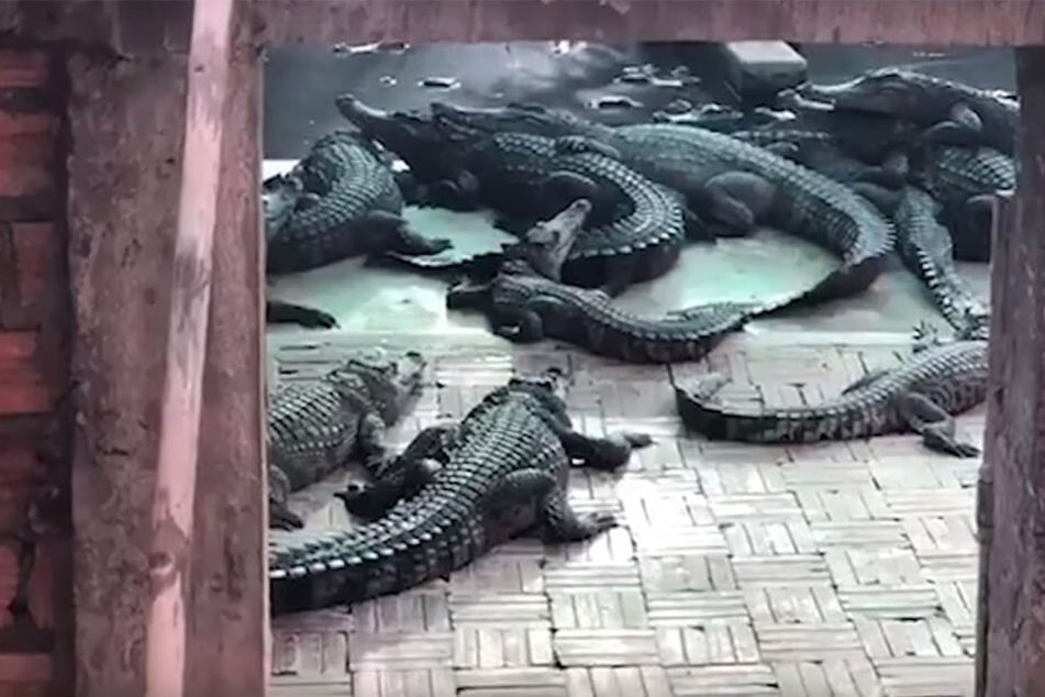 Die Krokodile fraßen das Mädchen (†2) bei lebendigem Leib.