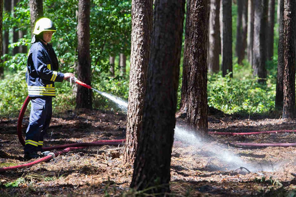Trockenheit, hohe Temperaturen und Brandstiftungen haben 2016 zu vielen Waldbränden geführt. (Symbolbild)