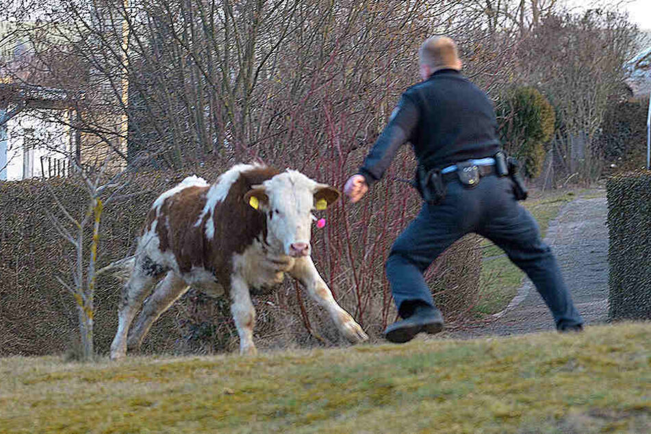 Sieben Stunden lang versuchte die Polizei, die Kuh einzufangen. (Symbolbild)