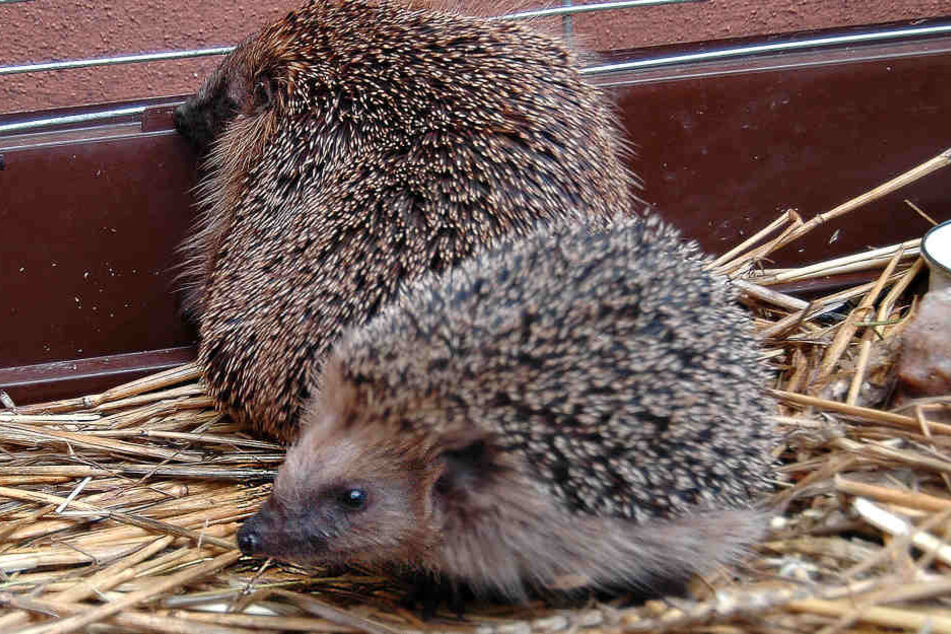 Die beiden Igel leiden immer noch unter ihrem Alkoholkonsum.