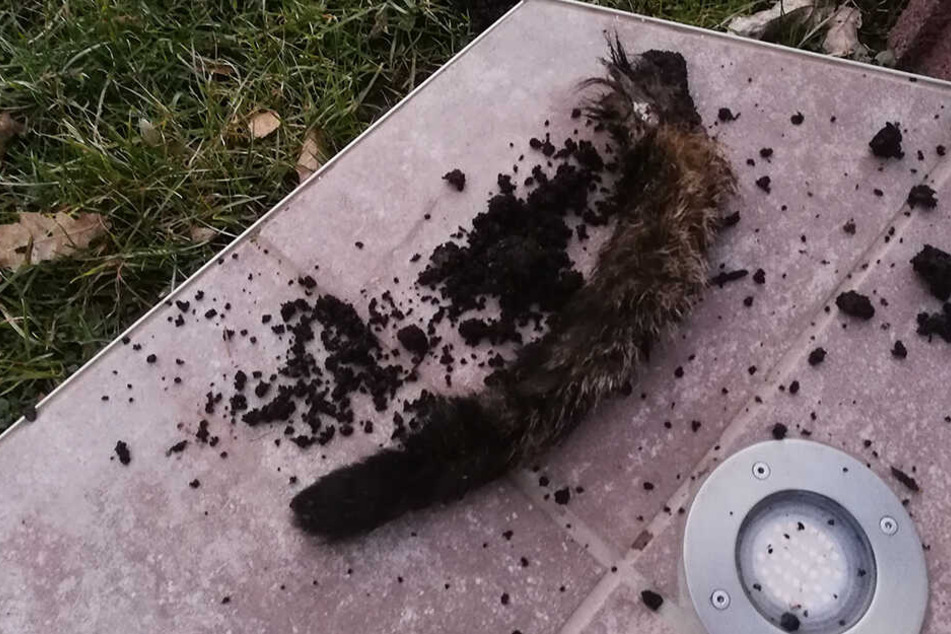 Die Familie fand den Schwanz ihres Katers in einem Pflanzkübel.