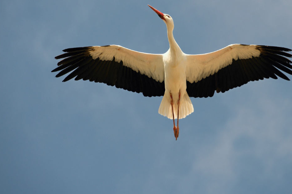 Nach dem Zusammenstoß konnte der Storch unverletzt weiterfliegen (Symbolbild)