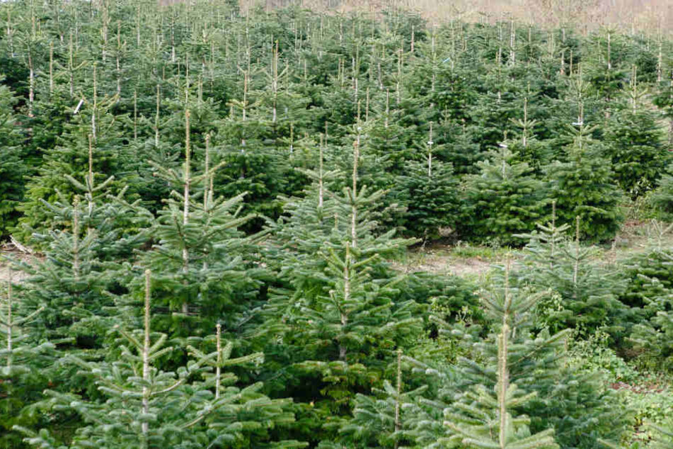 Der Lastwagen, der den Baum verloren wurde, konnte nicht gefunden werden. (Symbolbild)
