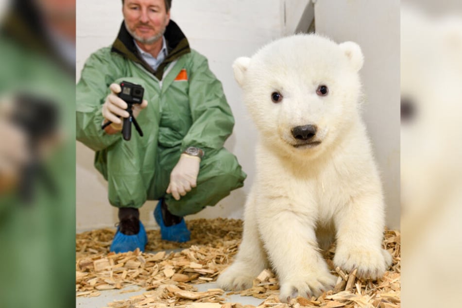 8,5 Kilo und zuckersüß: Die kleine Eisbärin im Tierpark