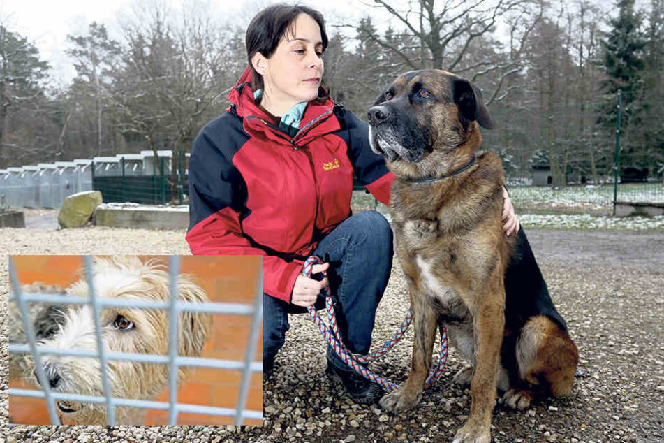 Tierheim-Chefin Claudia Ruf (43)
ärgert sich über die neuen Anschuldigungen, die gegen das Tierheim aufgetaucht sind. Foxterrierhündin Nelly weckte das Interesse zweier Damen aus Torgau.