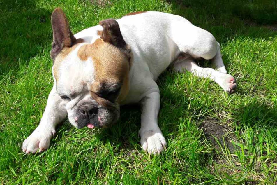 Was wird nur aus der kleinen Elly? Die französische Bulldogge hört und sieht kaum mehr was.