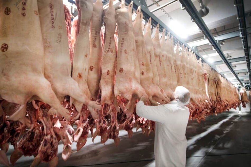 Frisch geschlachtete Tiere hängen in einem Kühlhaus des Fleischunternehmens.