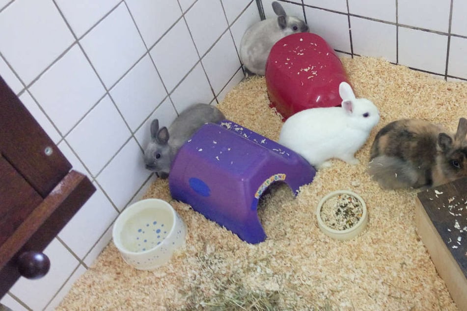 Die Hasen wurden in einem Tierheim untergebracht.