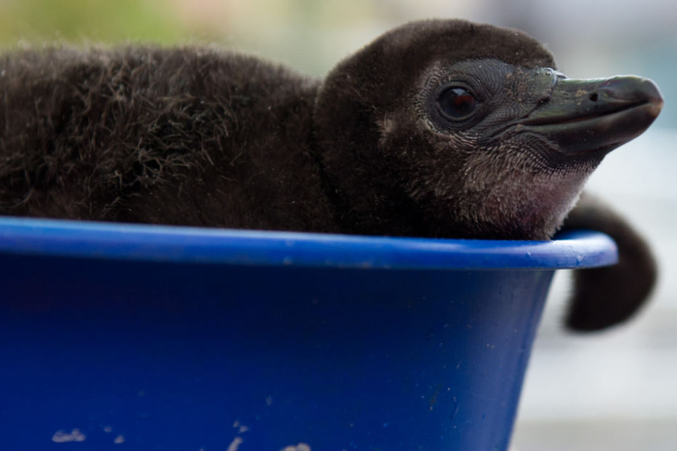 Das knuffige Ergebnis: Noch sitzt der Baby-Pinguin in seinem Nistkasten (Symbolfoto).