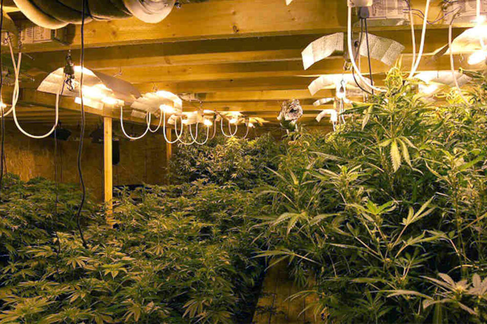 Die Indoor-Plantage in Lemgo war ein riesiger Fahndungserfolg für die Beamten.