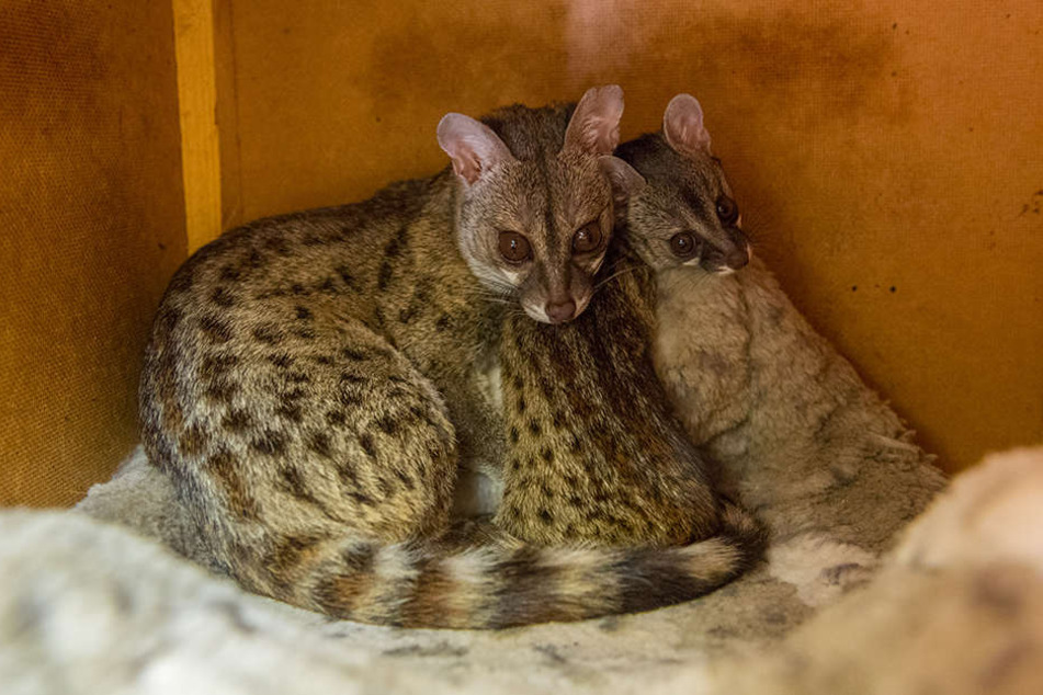 Dem Zoo der Minis ist die Zucht der Zwerg-Ginsterkatzen gelungen.