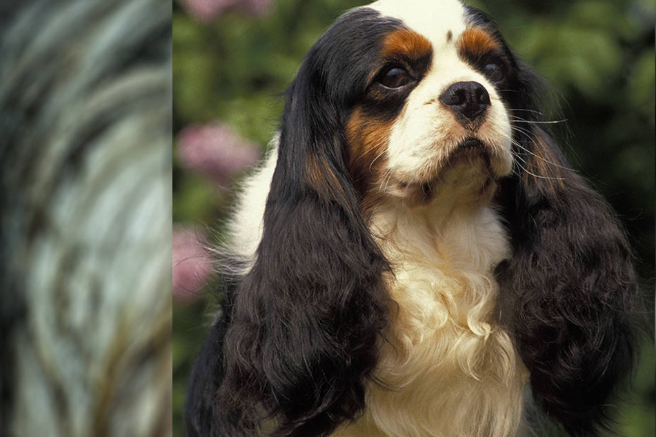 Es handelte sich um zwei Cavalier King Charles Spaniel.