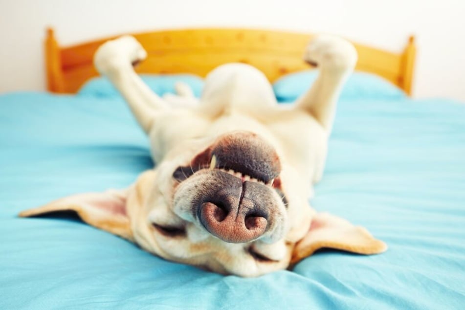 Hunde träumen so lebhaft Dieses Video liefert lustigen Beweis