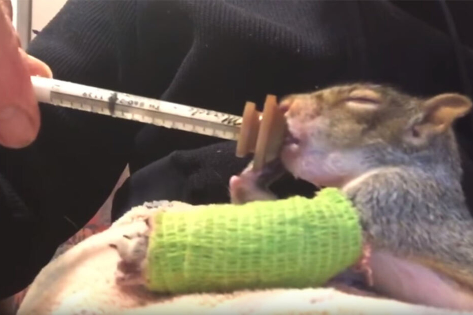 Das Eichhörnchen wurde vom Orphaned Wildlife Center in Otisville versorgt.