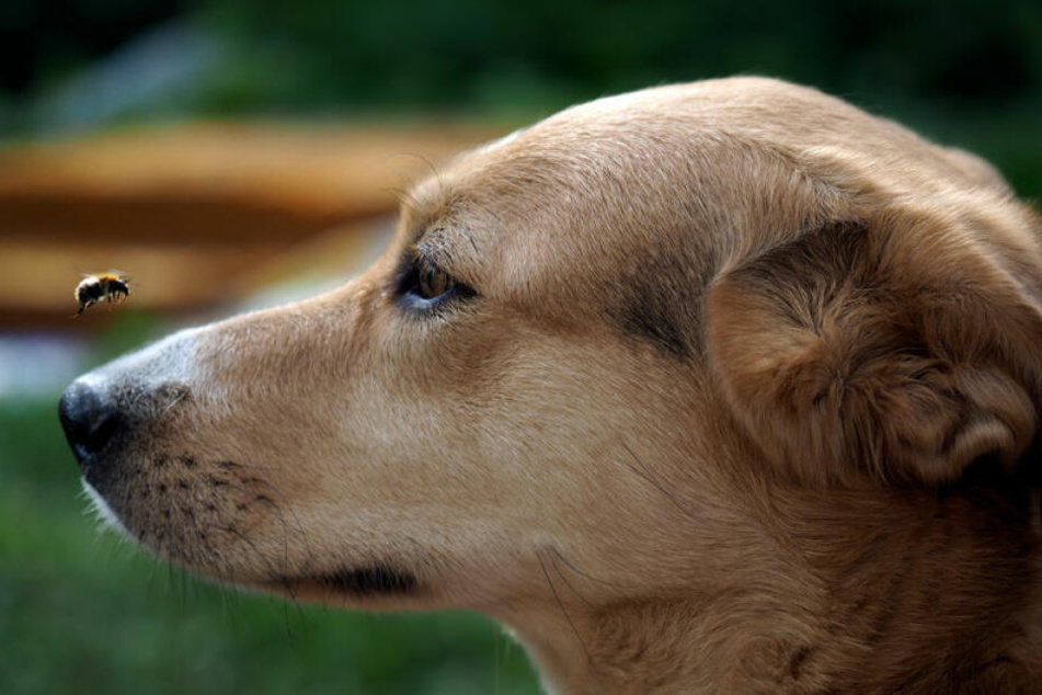 Wenn Hunde Brummer jagen, kann es gefährlich werden.