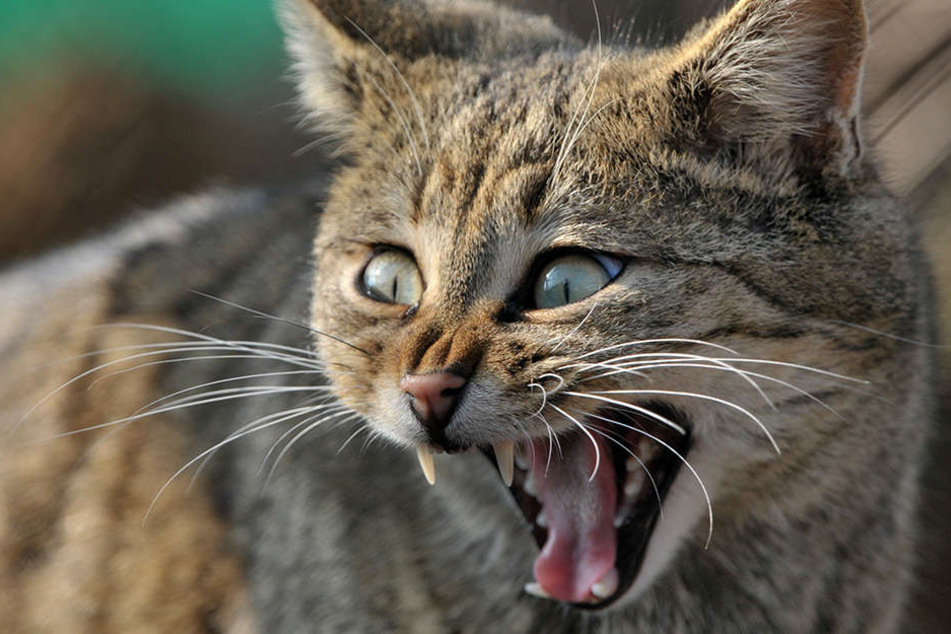 Wildkatzen sind von gewöhnlichen Hauskatzen gar nicht so leicht zu unterscheiden.
