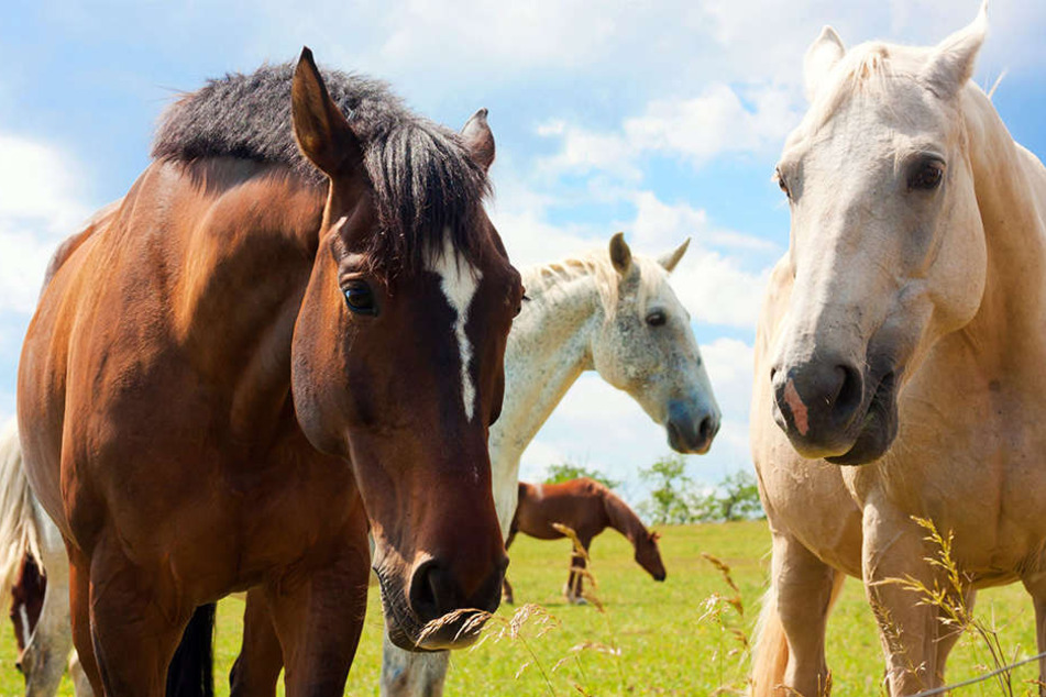Auf einer Weide in Bad Lippspringe wurde ein Pferd attackiert. (Symbolbild)