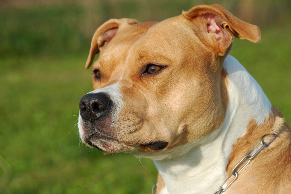 Der Staffordshire-Terrier attackierte seine Besitzerin tödlich (Symbolbild).