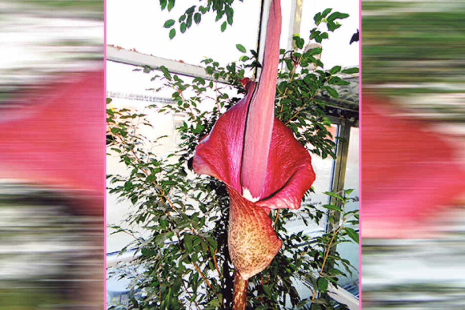 Im letzten Jahr wuchs die seltene Pflanze mit der prächtigen Blüte 1,74 Meter in die Höhe.