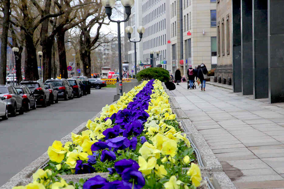 Vor dem Rathaus wurden am Montag die ersten Frühblüher gepflanzt.