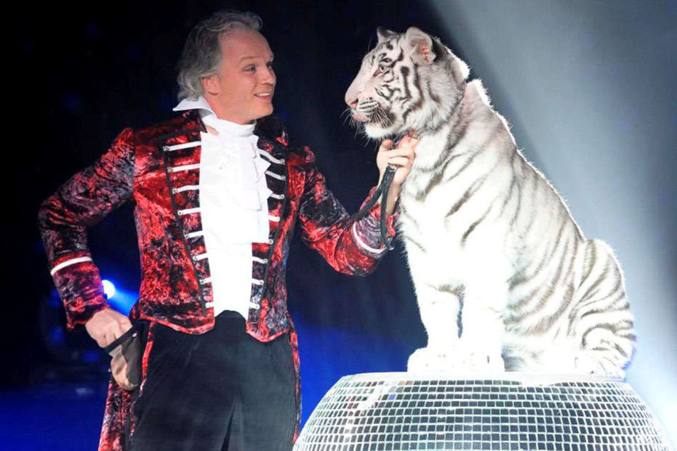 Ob André Sarrasani im November wieder während seiner Dinnershow mit den Tigern (im Foto Kaya) auftritt, steht noch in den Sternen.