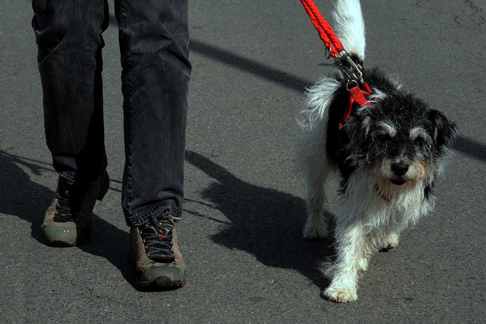 Er wollte nur mit seinem Hund Gassi gehen, plötzlich überfiel ihn der Besoffene. (Symbolbild)