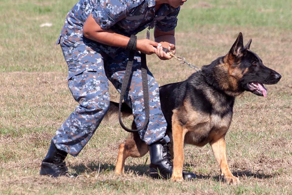 Ein Militärhund rettete sechs Soldaten ins Syrien das Leben. (Symbolbild)
