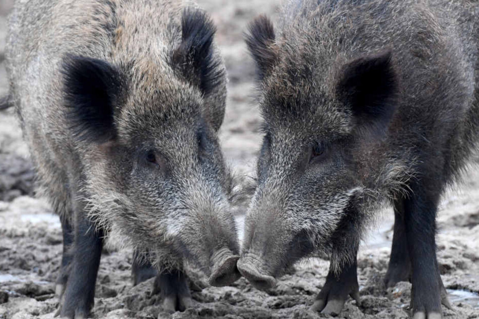 Bei Wildschweinen endet die Afrikanische Schweinepest fast immer tödlich. (Symbolbild)