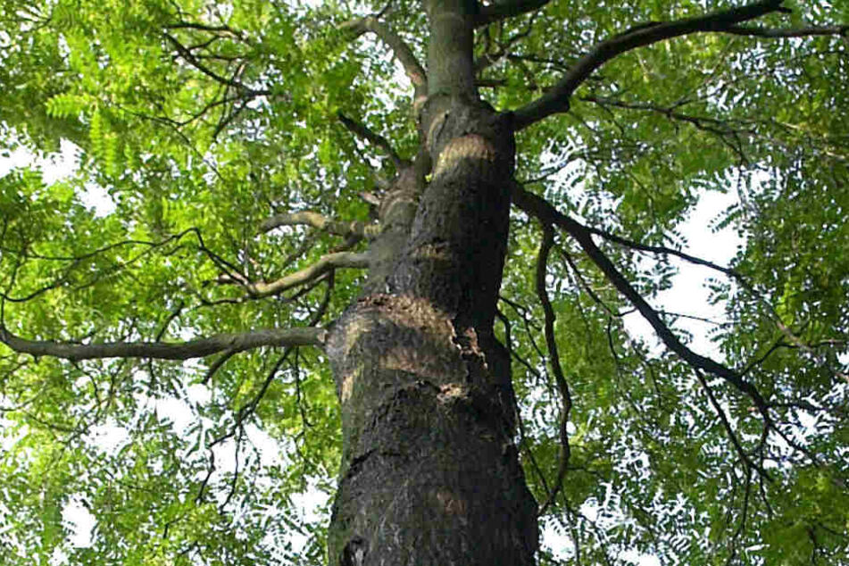 Das Archivbild zeigten einen Götterbaum im Botanischen Garten der Universität in Leipzig.